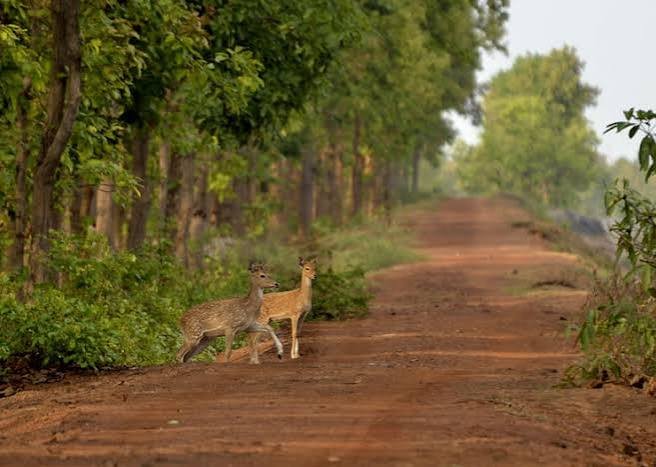 WILDLIFE TOURS