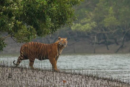 Wildlife & Nature